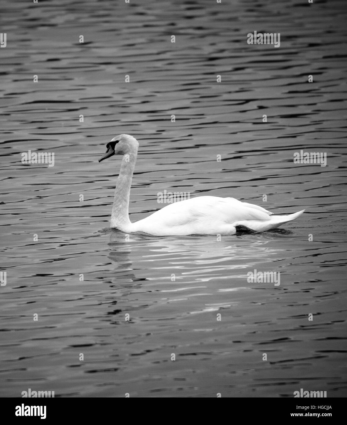 Il White Swan in bianco e nero Foto Stock