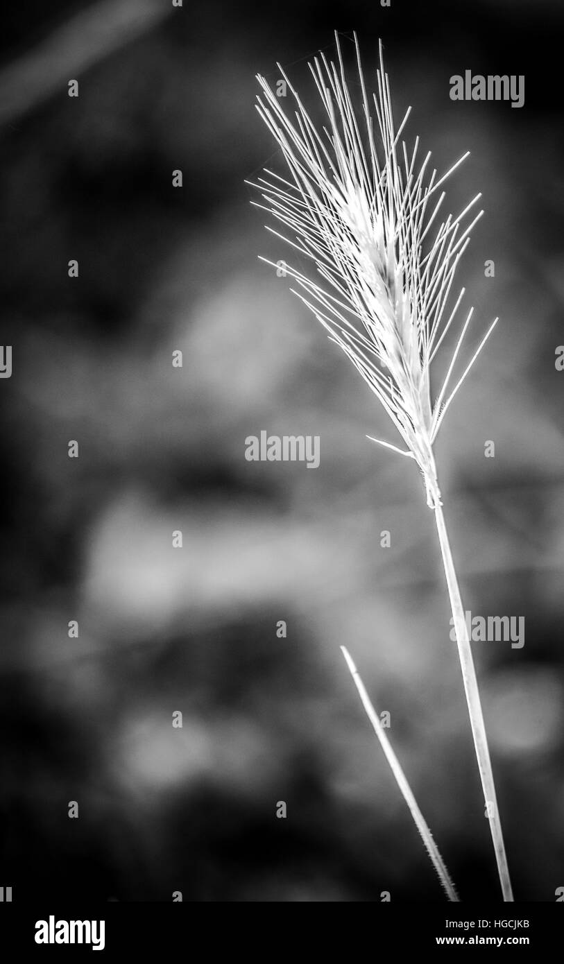 Pianta appuntita Foto Stock