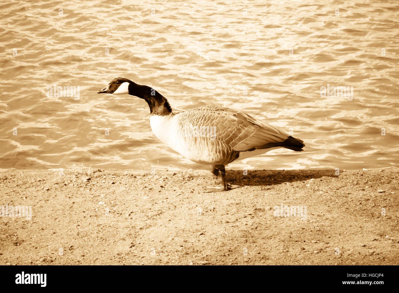 Esecuzione di anatra Foto Stock