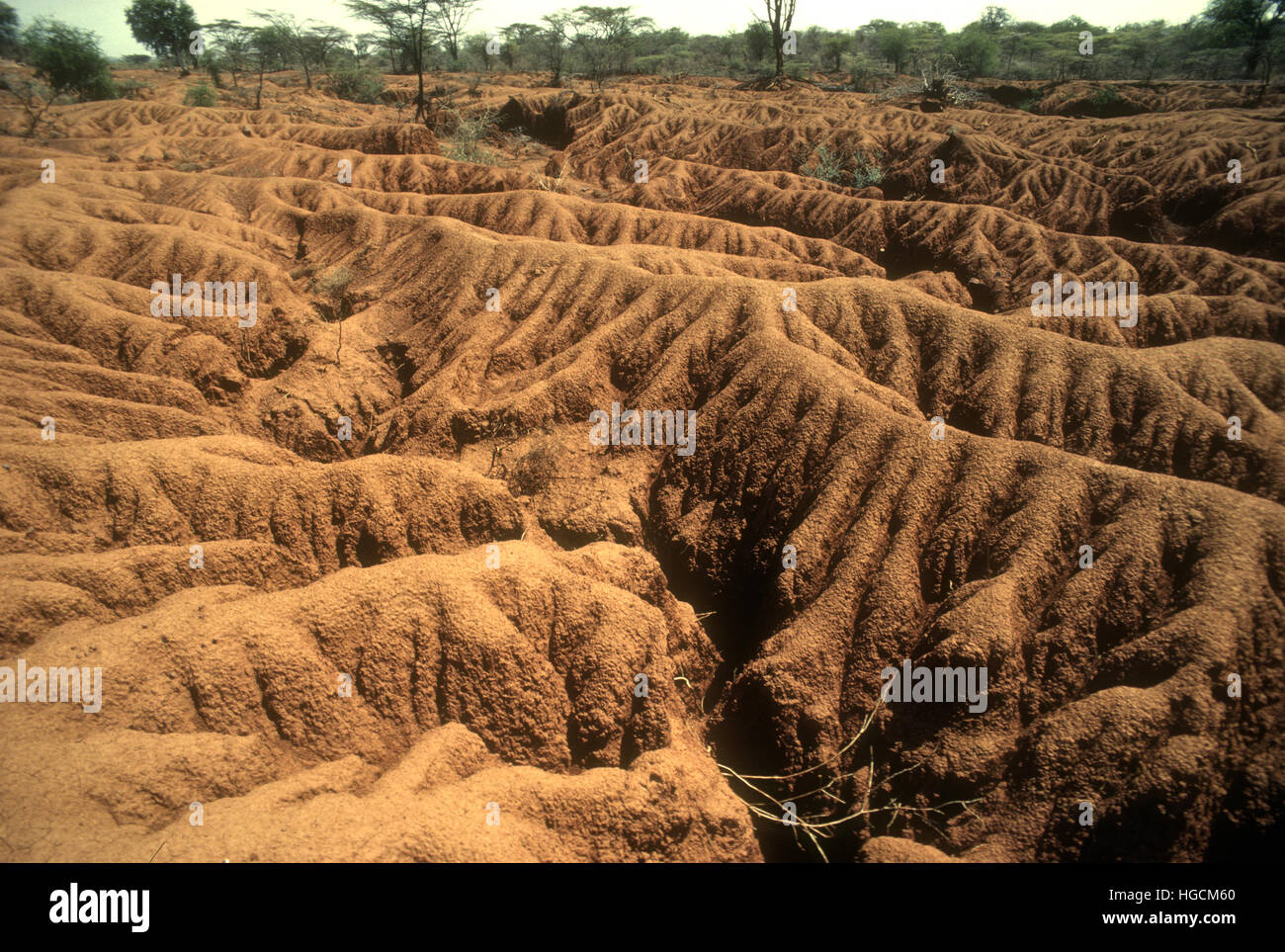 Seriamente degradata terra denudata a seguito di un grave erosione del suolo vicino a Lake Baringo Kenya Foto Stock