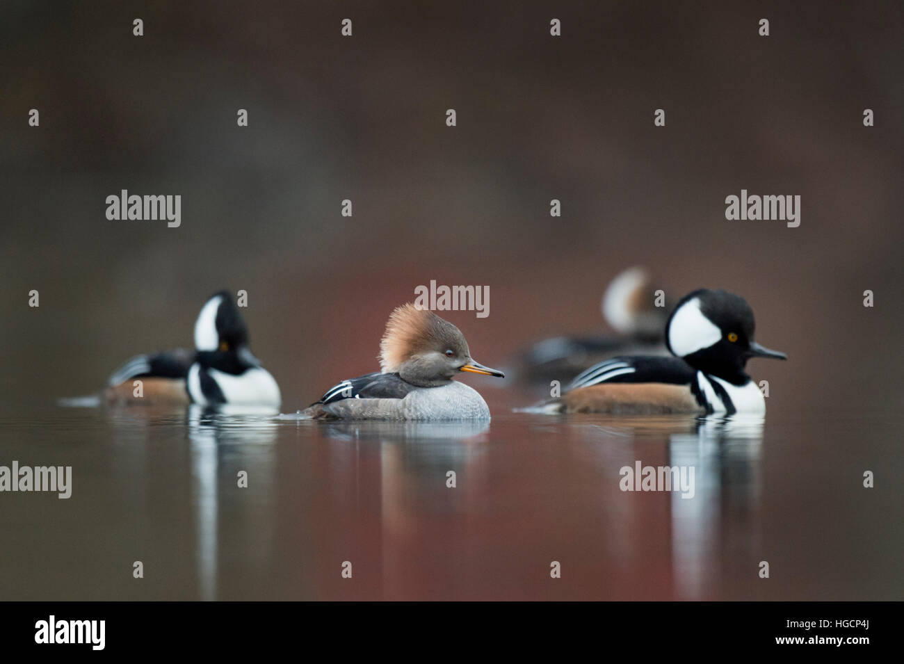 Un piccolo gruppo di maschio e femmina con cappuccio di flottazione Mergansers pigramente su uno stagno su una mattina nuvoloso. Foto Stock