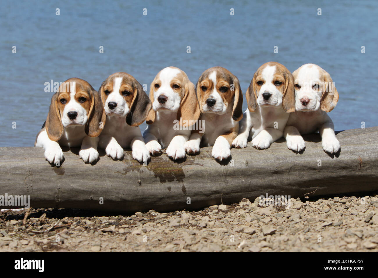 Cane Beagle 6 cuccioli sechs seduta '2 gambe su un trunk" sul bordo di un lago Foto Stock