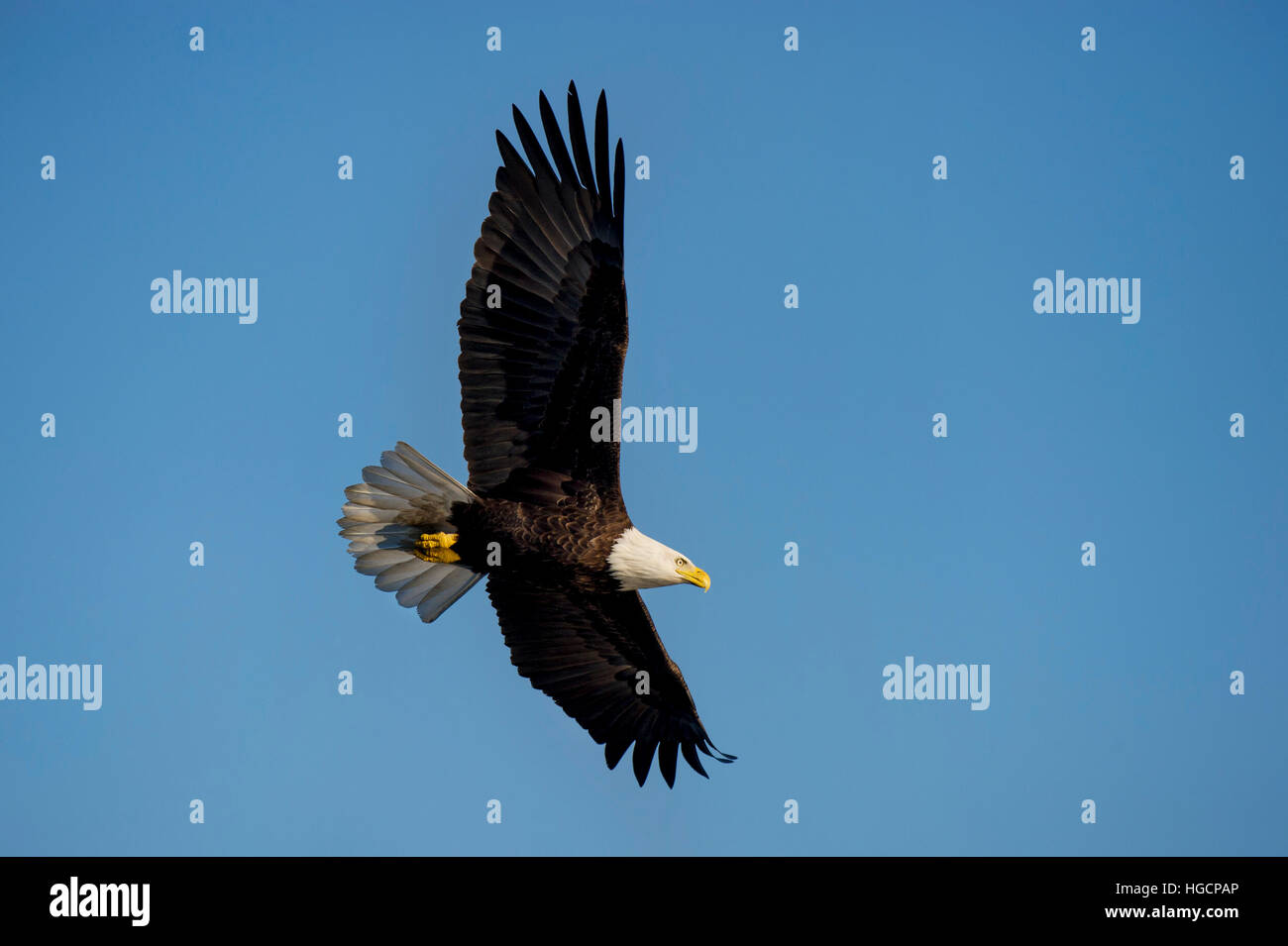 Un aquila calva vola attraverso il luminoso cielo blu su una mattina di sole. Foto Stock