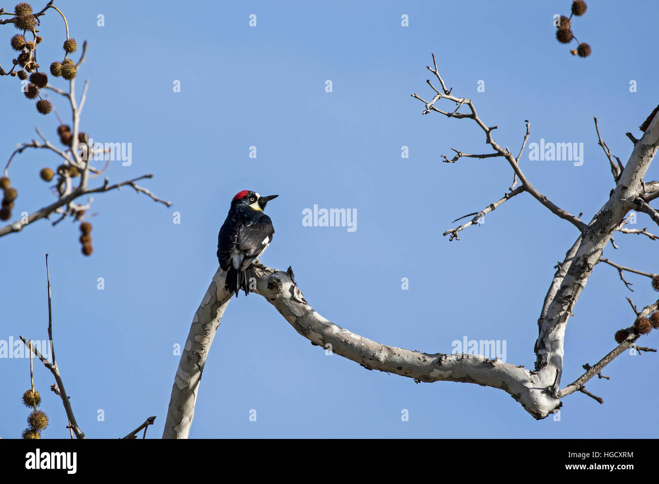 Bird acorn woodpecker sul ramo di quercia pesce persico durante l inverno Foto Stock