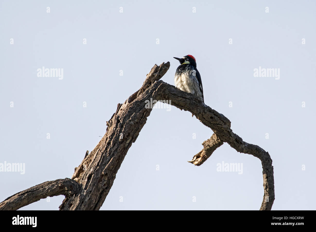 Bird acorn woodpecker sul ramo di quercia pesce persico durante l inverno Foto Stock