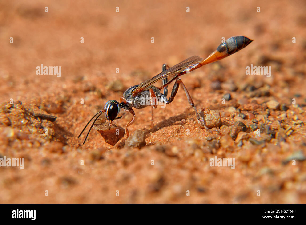 Un Ammophila Wasp prende una pietra al di fuori di un burrow ella è lo scavo Foto Stock