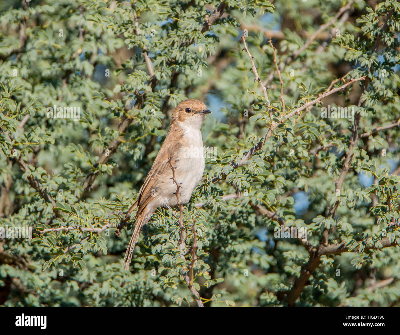 Una Chat Flycatcher arroccata su una boccola in Africa australe Foto Stock