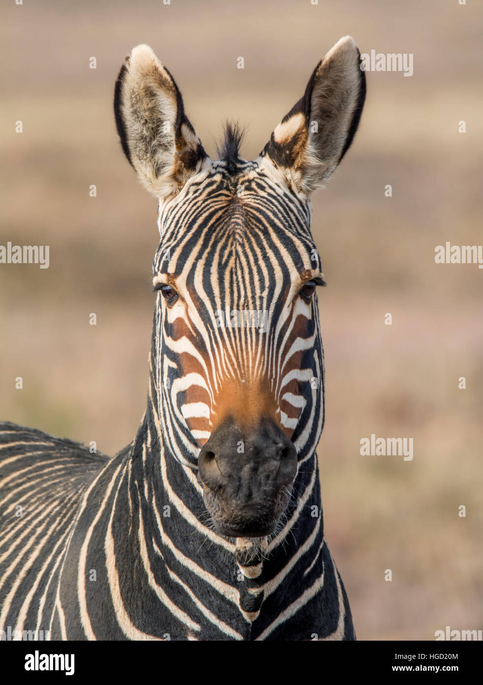 Ritratto di un capo di Zebra di montagna nel sud della savana africana Foto Stock