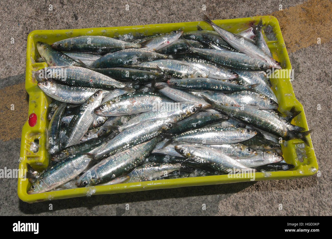 Barca da pesca di scarico delle scatole di pesce, scatola di sardine, Camarinas, La Coruna provincia, regione della Galizia, Spagna, Europa Foto Stock