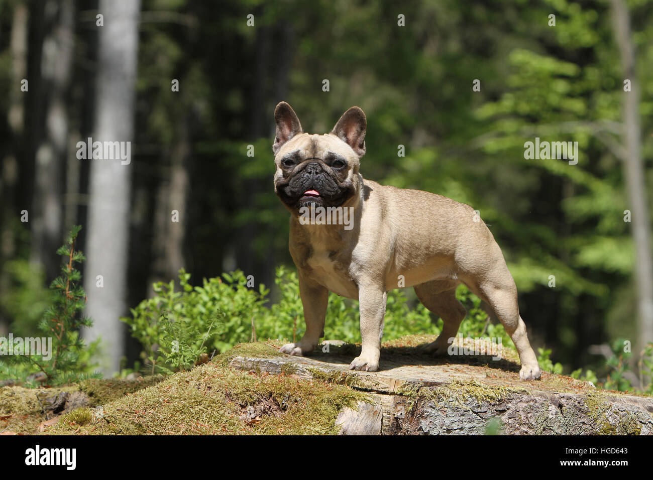 Cane bulldog francese / Bouledogue Français adulto in piedi su un albero fawn profilo Foto Stock