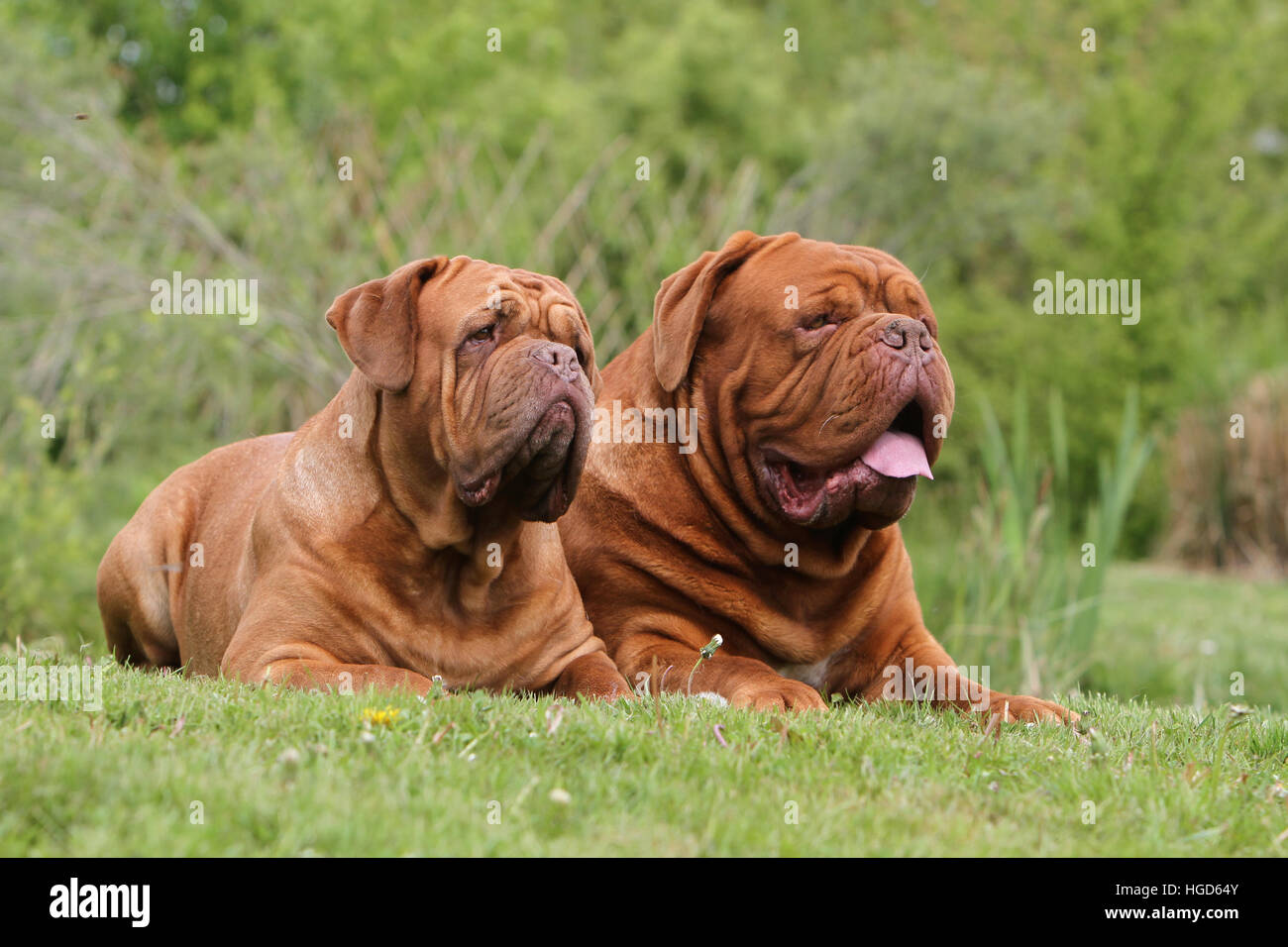 Due cani Dogue de Bordeaux / Bordeaux Mastiff due adulti che giace nel prato Foto Stock