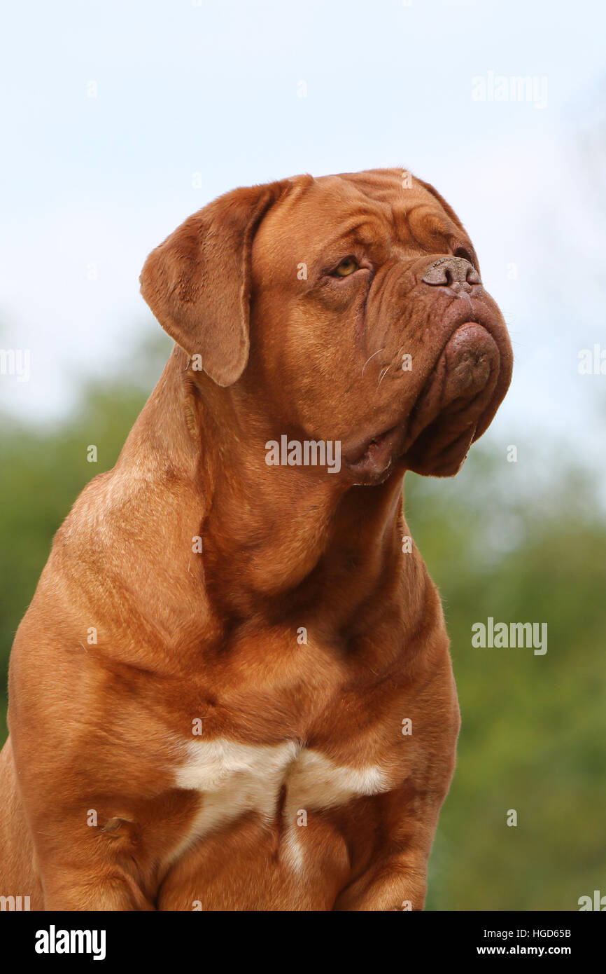 Cane Dogue de Bordeaux / Bordeaux Mastiff adulto ritratto Foto Stock