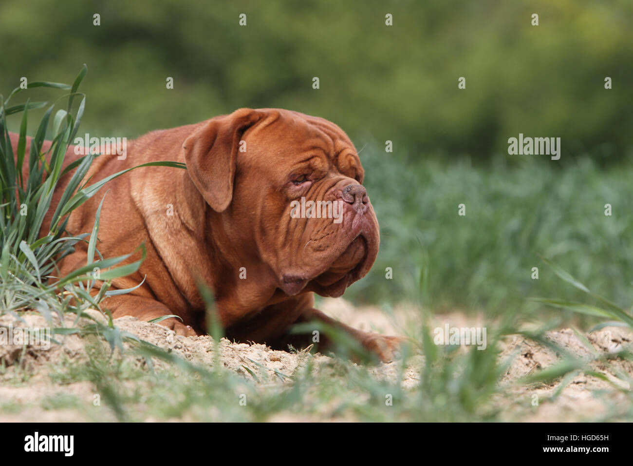 Cane Dogue de Bordeaux / Bordeaux Mastiff adulto ritratto Foto Stock