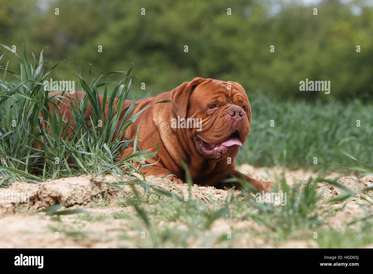 Cane Dogue de Bordeaux / Bordeaux Mastiff adulto ritratto Foto Stock