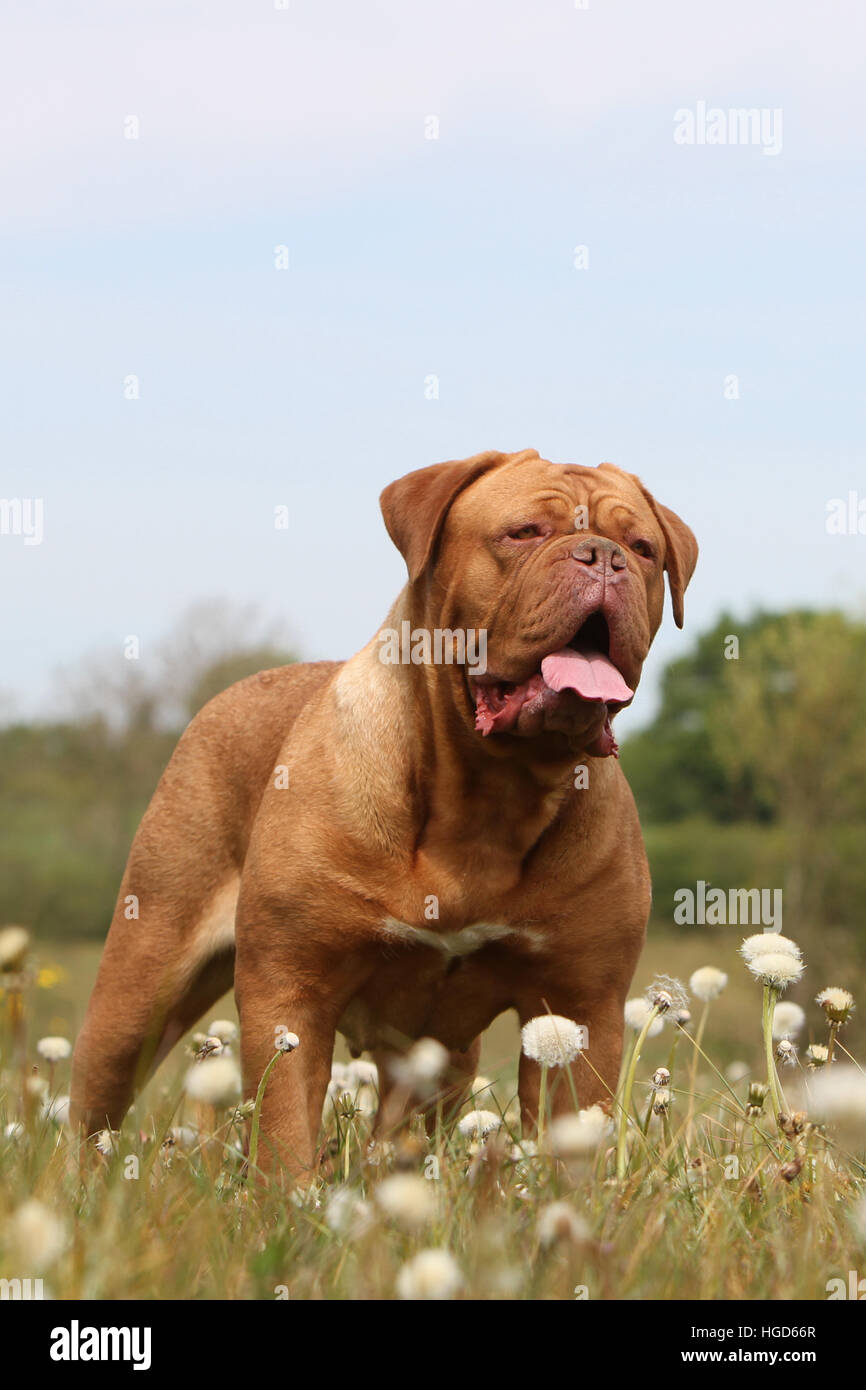 Cane Dogue de Bordeaux / Bordeaux Mastiff permanente per adulti Foto Stock