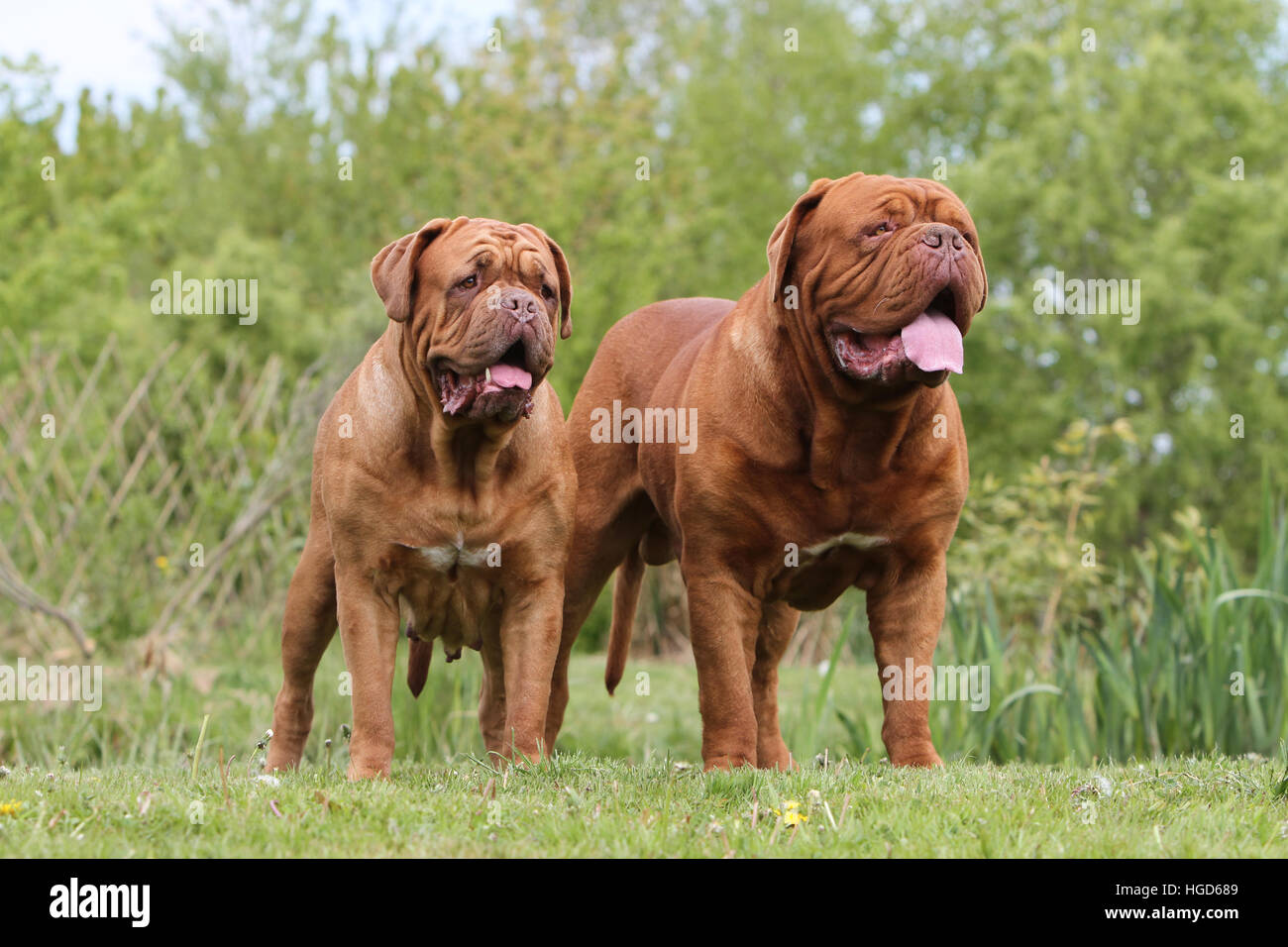Due cani Dogue de Bordeaux / Bordeaux Mastiff due adulti in piedi in Prato Foto Stock