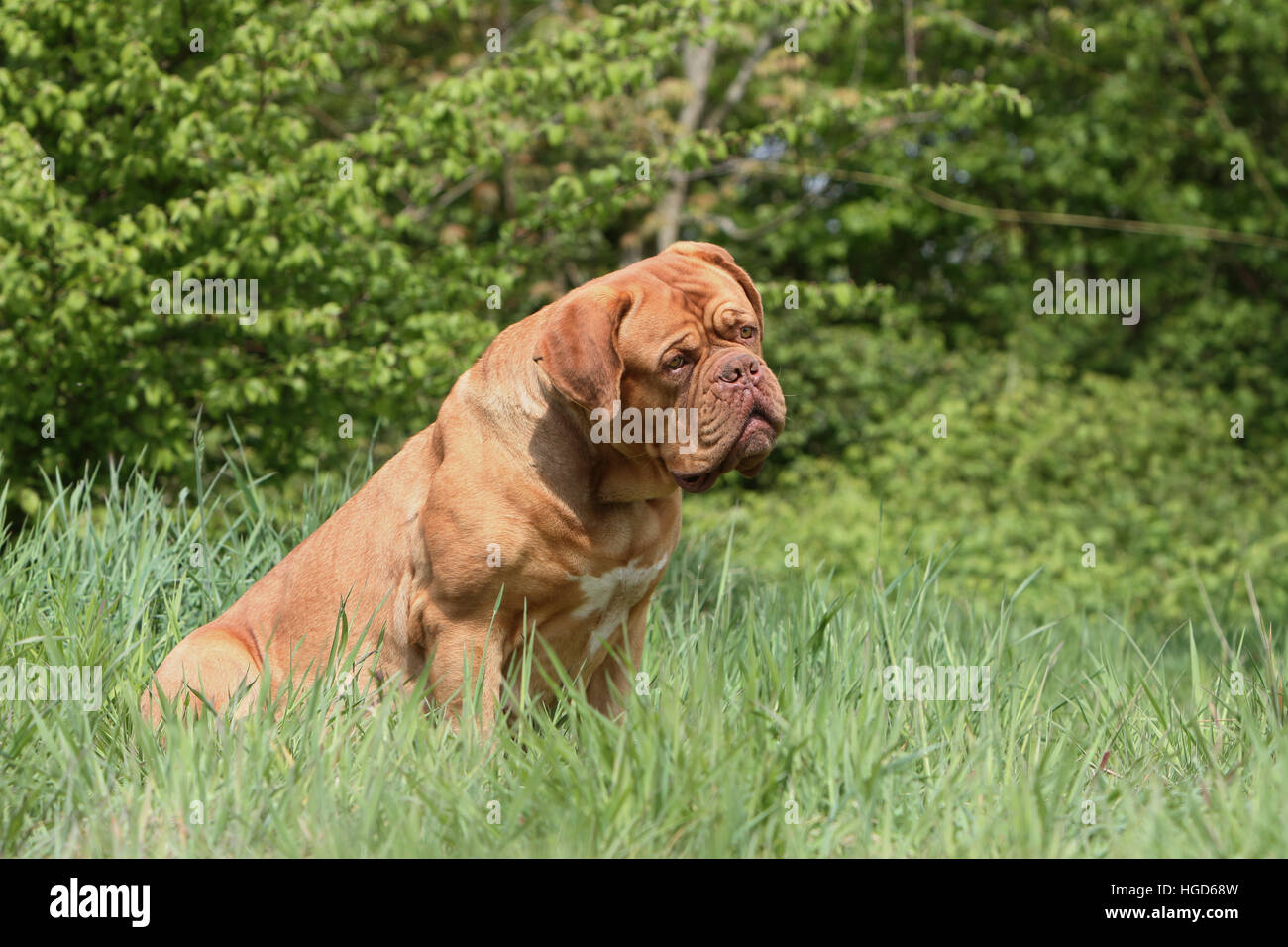 Cane Dogue de Bordeaux / Bordeaux Mastiff adulto seduto Foto Stock