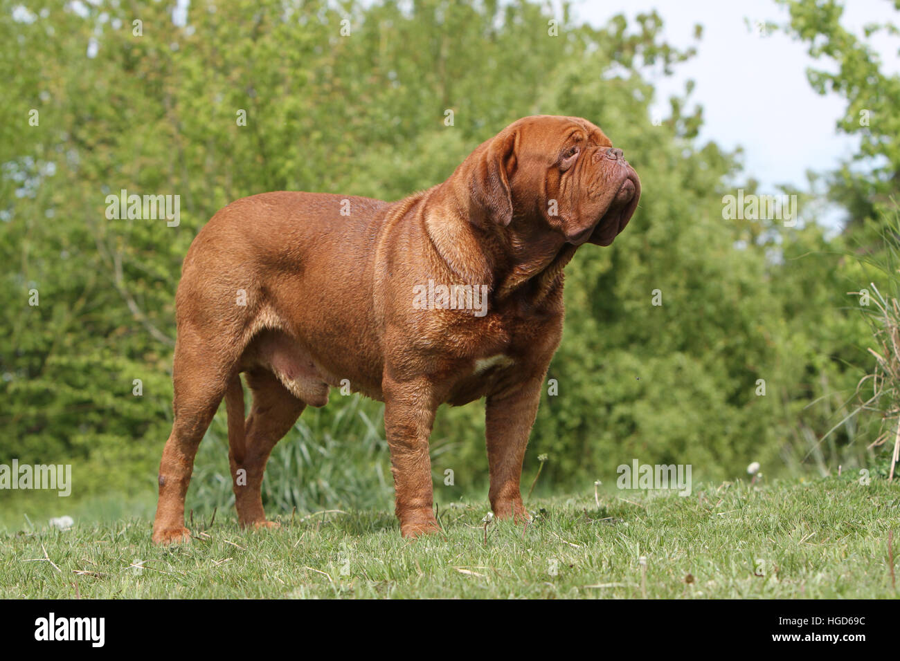 Cane Dogue de Bordeaux / Bordeaux Mastiff permanente per adulti Foto Stock