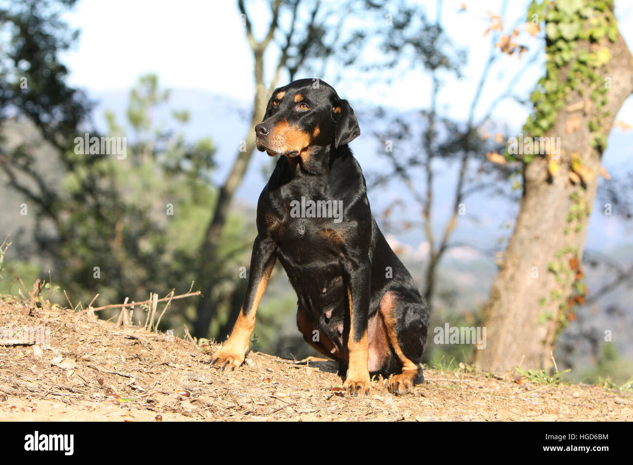 Cane segugio DogsTransylvanian / Erdelyi kopo adulti adulti seduta sul bordo del legno Foto Stock