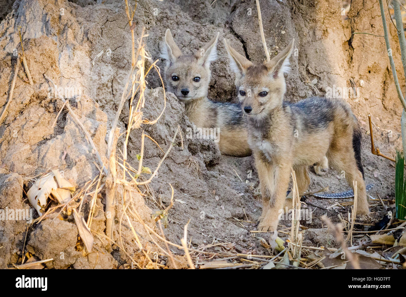 Nero-backed sciacalli (Canis mesomelas) Giovani inTermite Mound Foto Stock