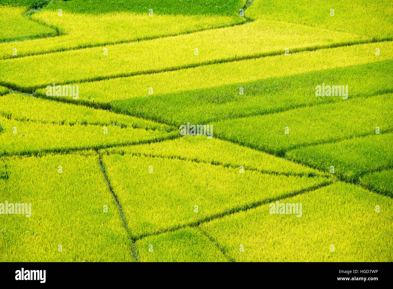 Tempo del raccolto di riso giallo campo in Thailandia Foto Stock