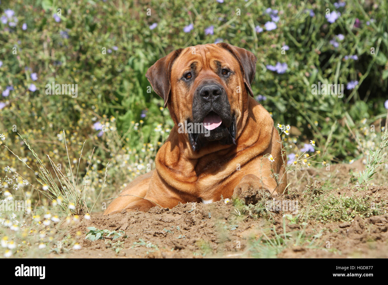 Cane Tosa inu giapponese / Mastiff adulto giacente in un prato in un campo Foto Stock