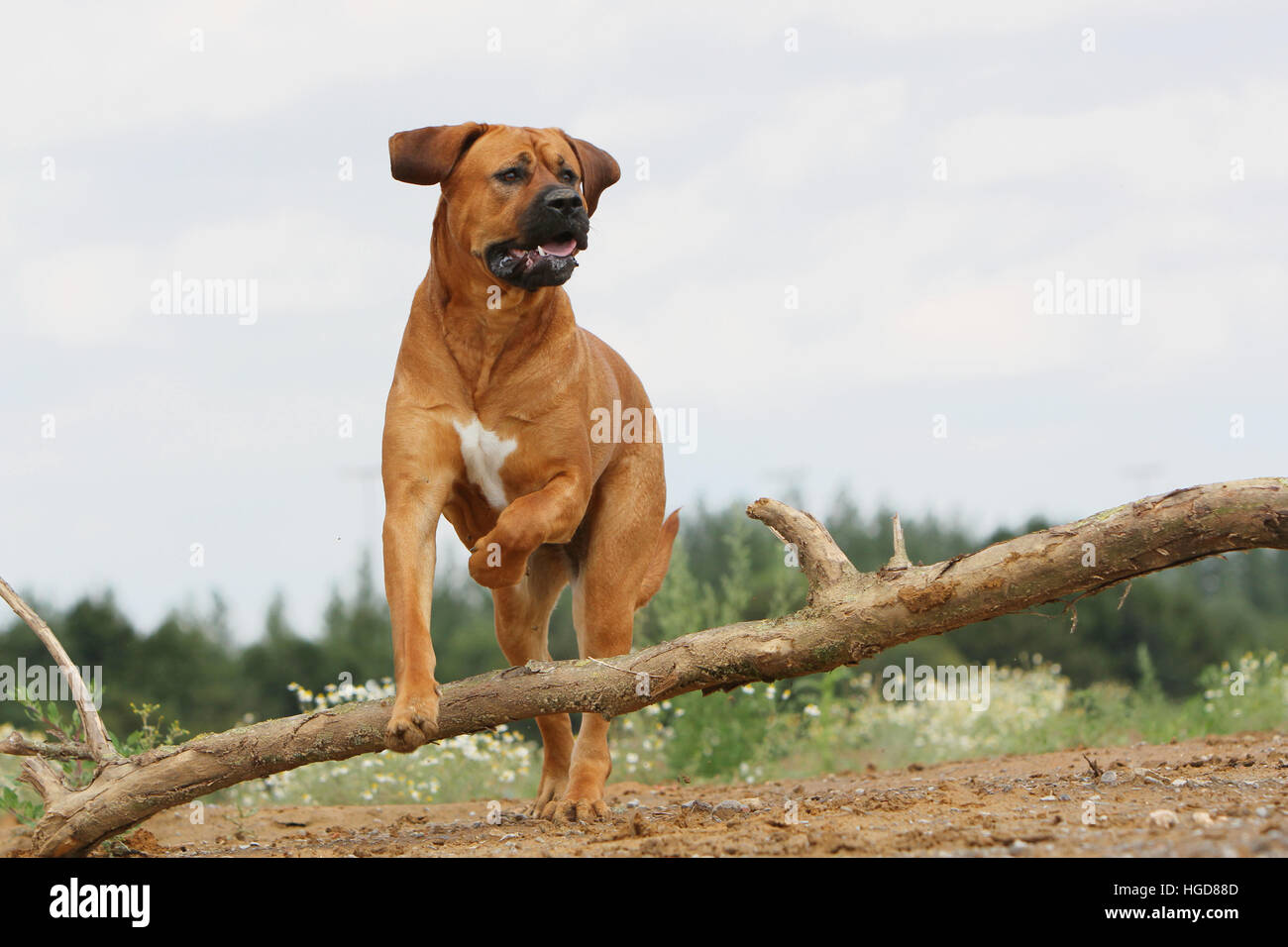 Cane Tosa inu giapponese / Mastiff adulto adulti in un campo eseguendo jump jumping Foto Stock