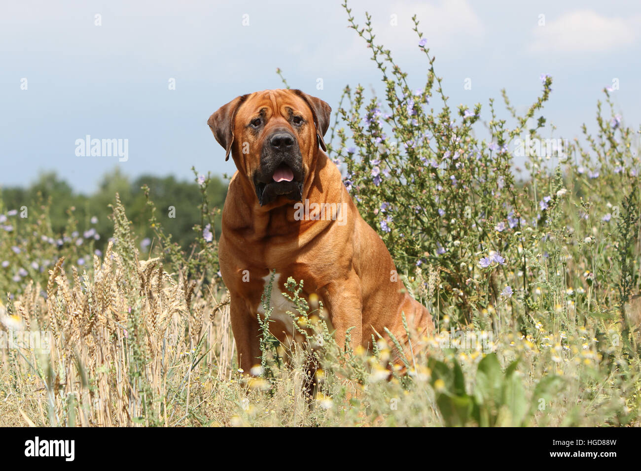 Cane Tosa inu giapponese / Mastiff adulti seduti in un prato Foto Stock