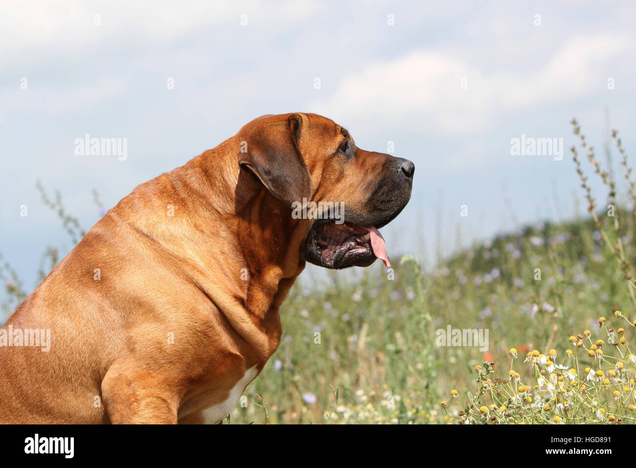 Cane Tosa inu giapponese / Mastiff adulto ritratto Foto Stock