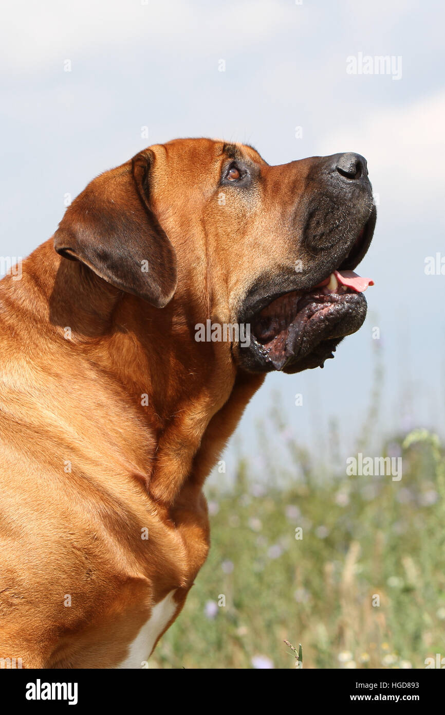 Cane Tosa inu giapponese / Mastiff adulto ritratto Foto Stock