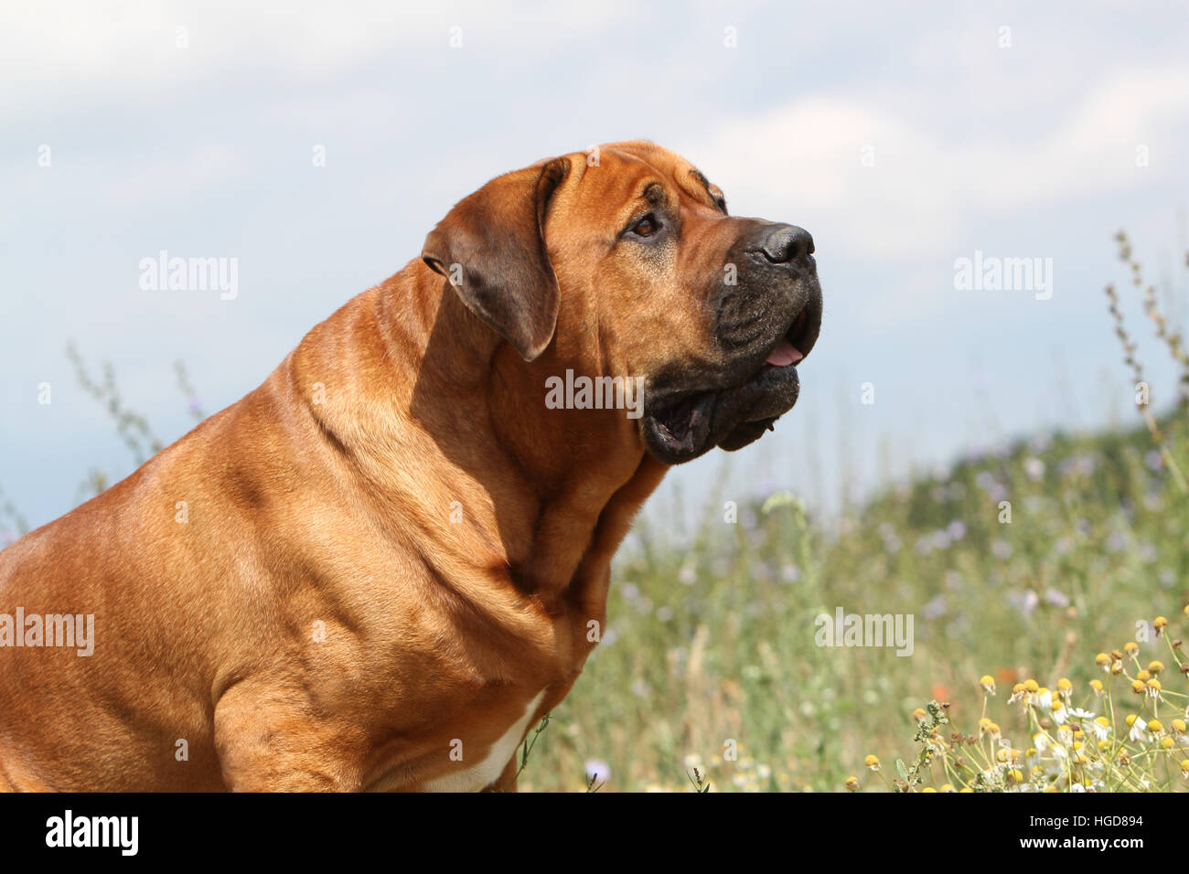 Cane Tosa inu giapponese / Mastiff adulto ritratto Foto Stock