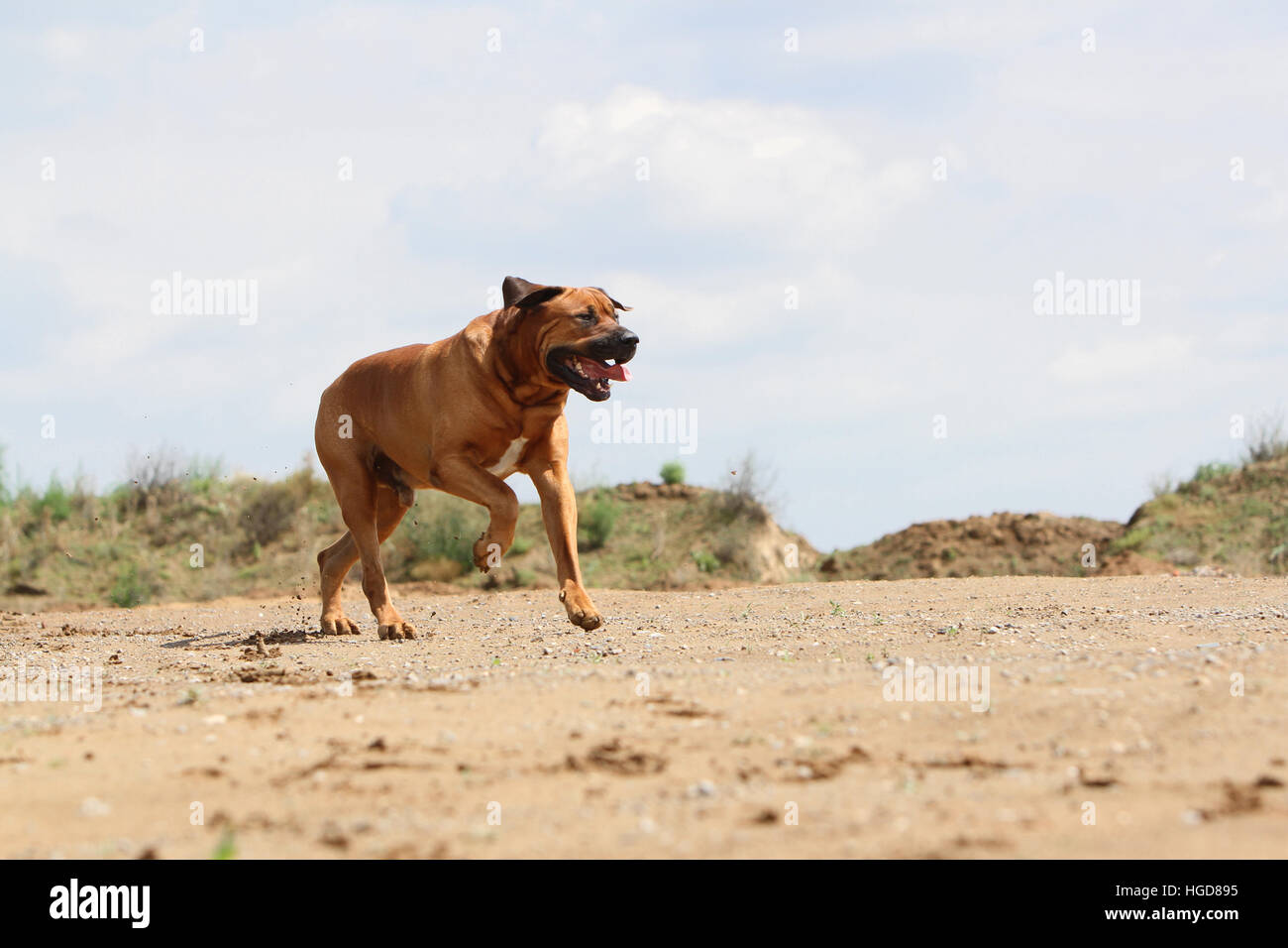 Cane Tosa inu giapponese / Mastiff adulto in esecuzione in un campo Foto Stock