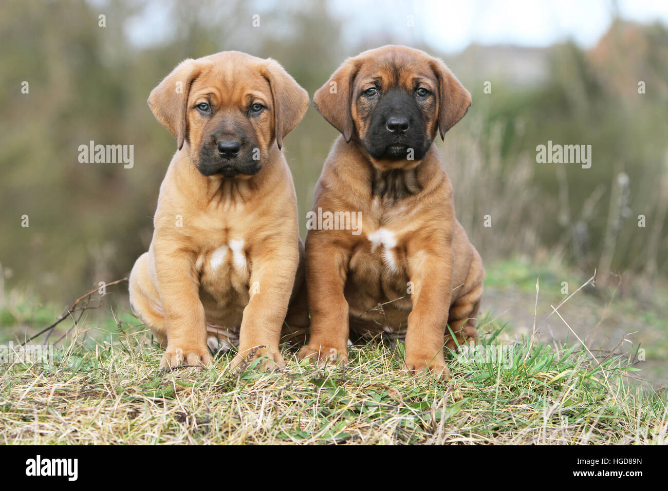 Cane Tosa inu giapponese / Mastiff due cuccioli seduti in un prato Foto Stock