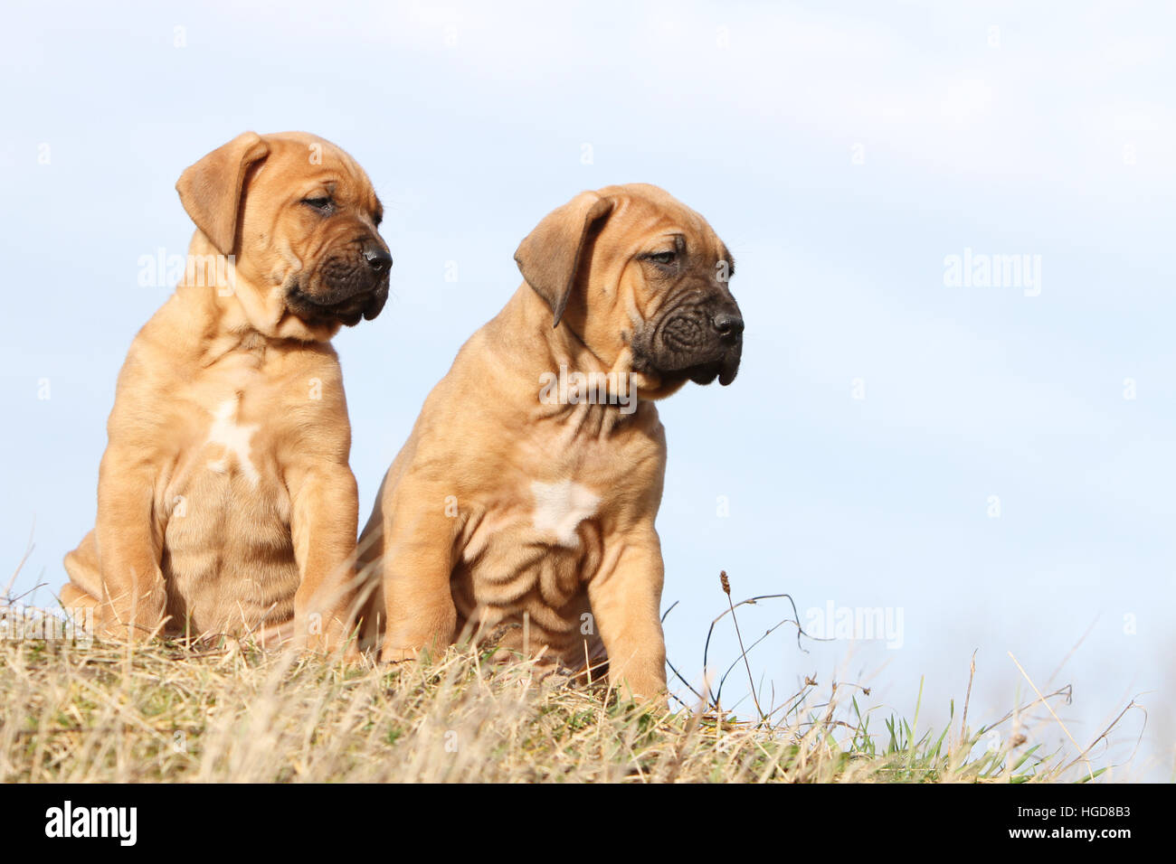 Cane Tosa inu giapponese / Mastiff due cuccioli seduti in un prato Foto Stock