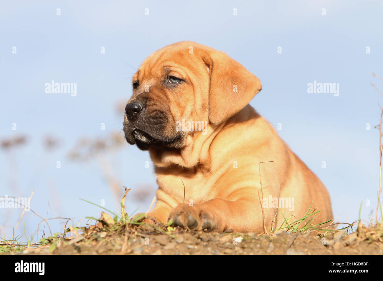 Cane Tosa inu giapponese / Mastiff cucciolo giacente in un campo Foto Stock