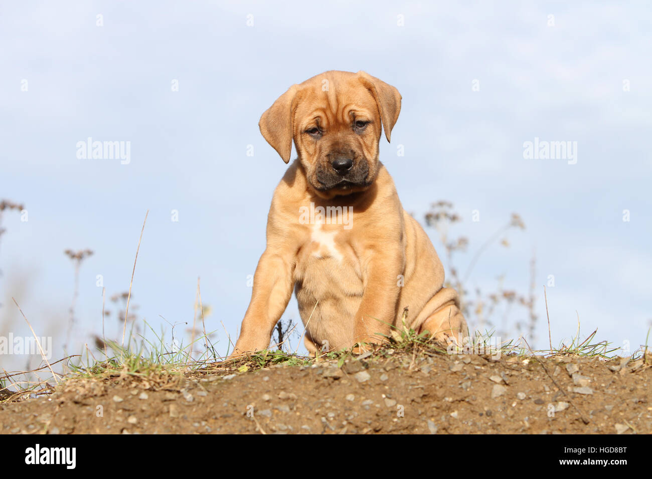 Cane Tosa inu giapponese / Mastiff cucciolo seduto in un campo Foto Stock