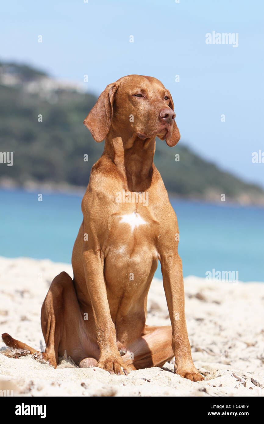 Cane Magyar Vizsla / ungherese shorthaired puntatore adulto seduto sulla spiaggia Foto Stock