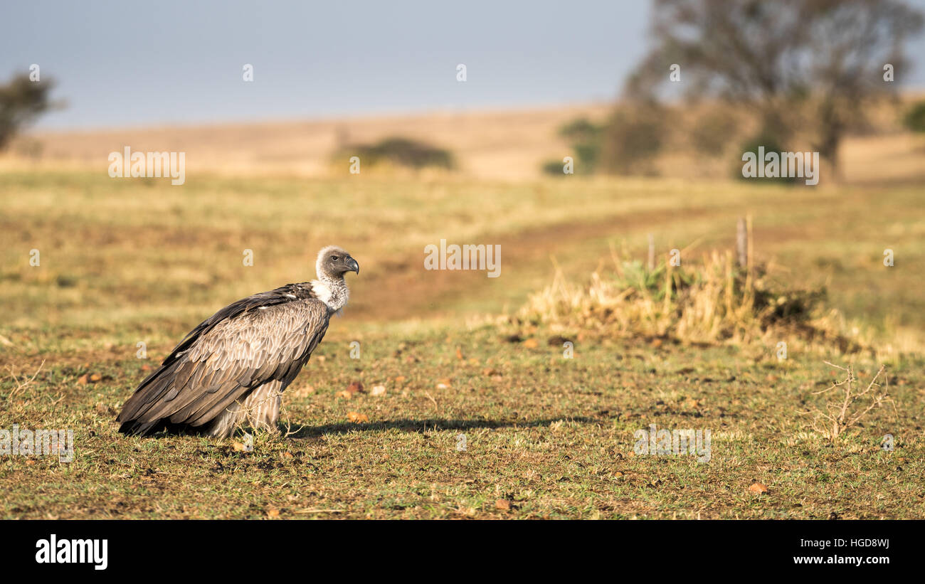 Ruppel il grifone (Gyps rueppellii) Foto Stock