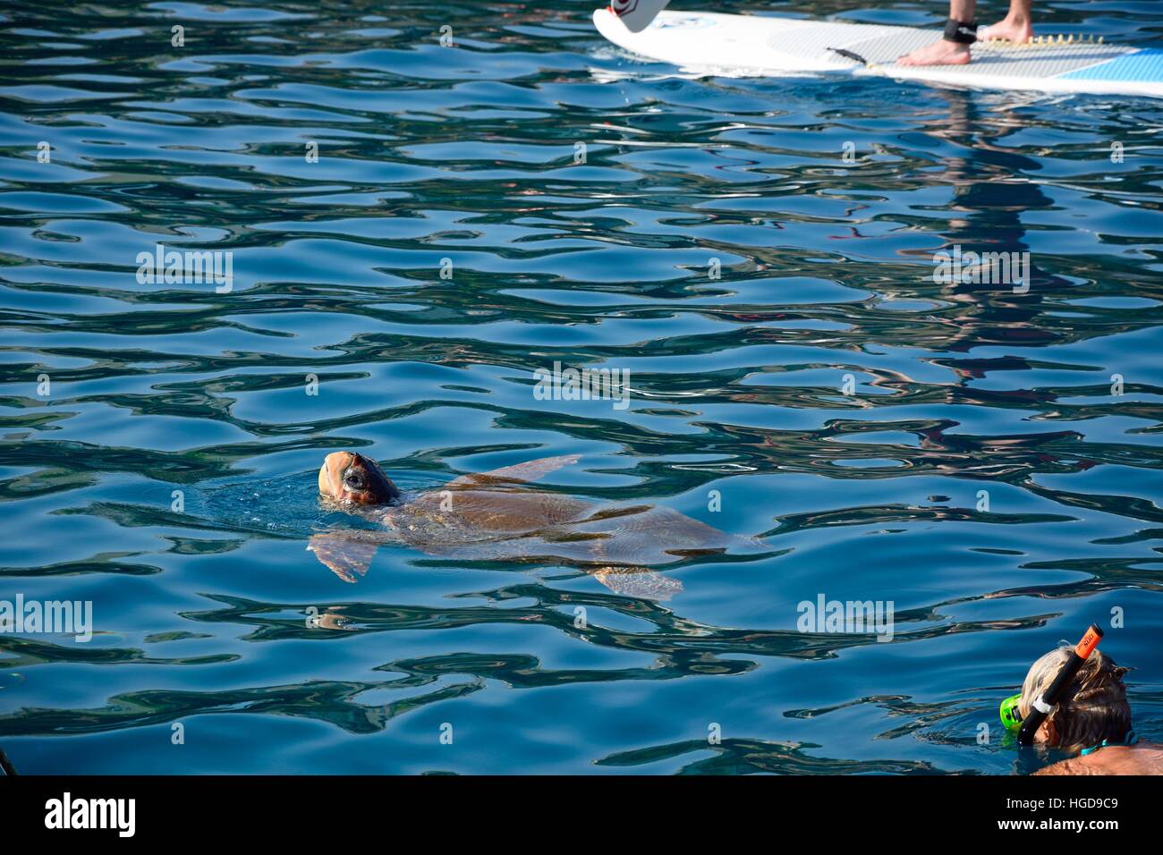Carretta Carretta tartaruga (noto anche come tartaruga caretta) in porto con un uomo lo snorkelling nell'angolo, Bali, Creta, Grecia, l'Europa. Foto Stock