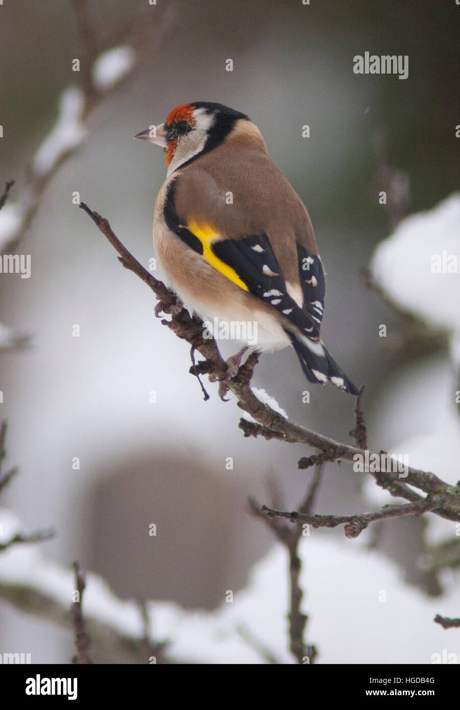 Cardellino sul ramo Foto Stock