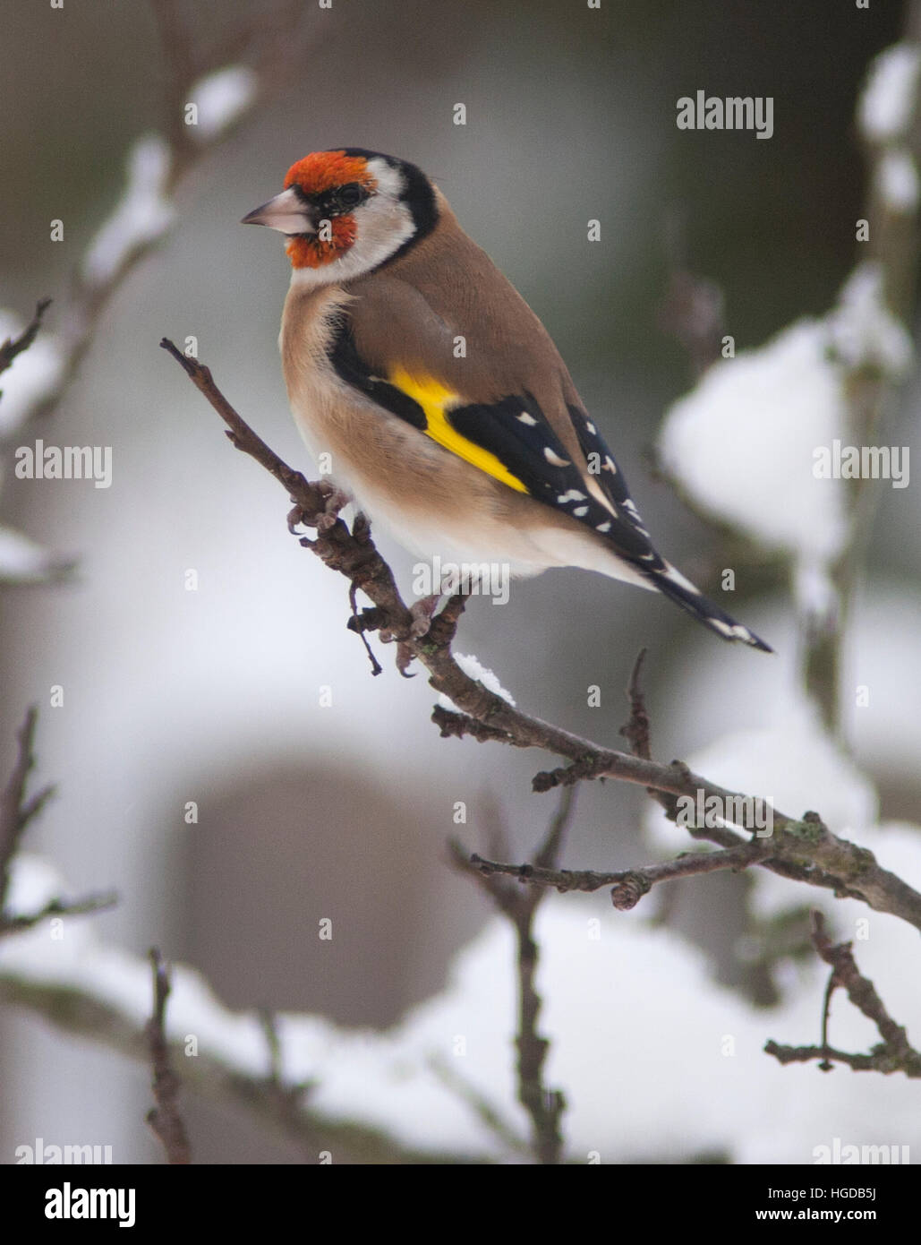 Cardellino sul ramo Foto Stock