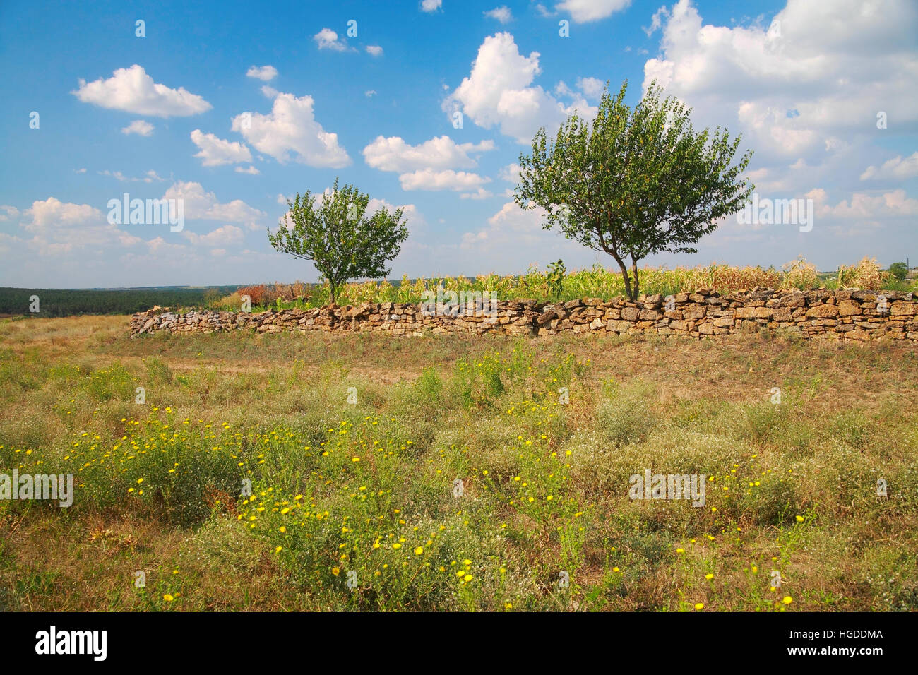 Paesaggio rurale, in primo piano di fiori selvatici, una recinzione fatta di pietra naturale, alberi contro il cielo con le nuvole in estate Foto Stock
