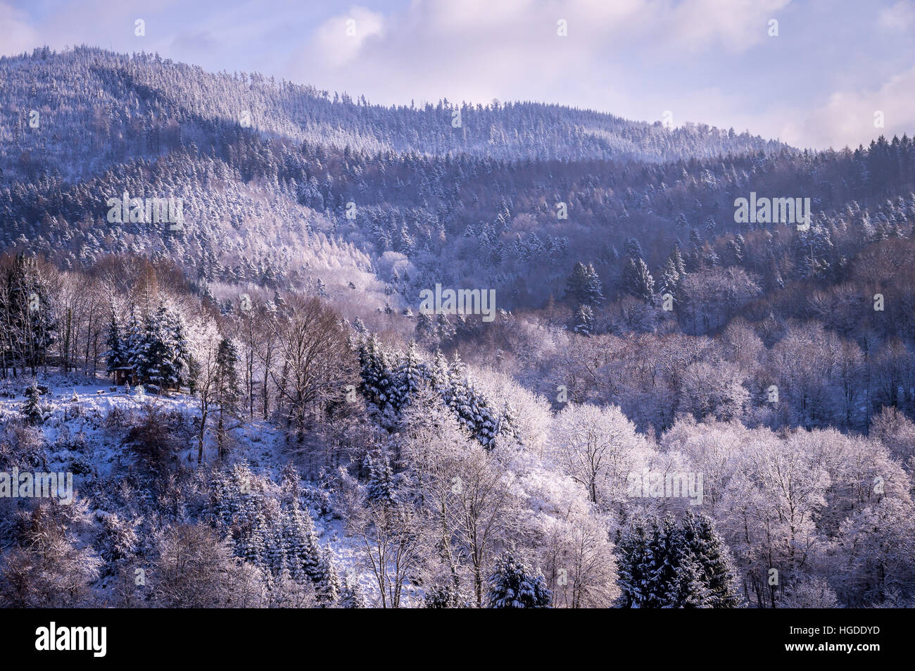 Alberi in inverno nella Foresta Nera, Germania Foto Stock