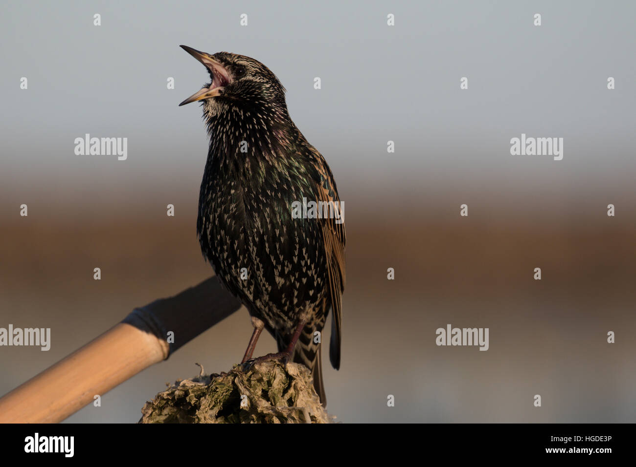 Starling cantando Foto Stock