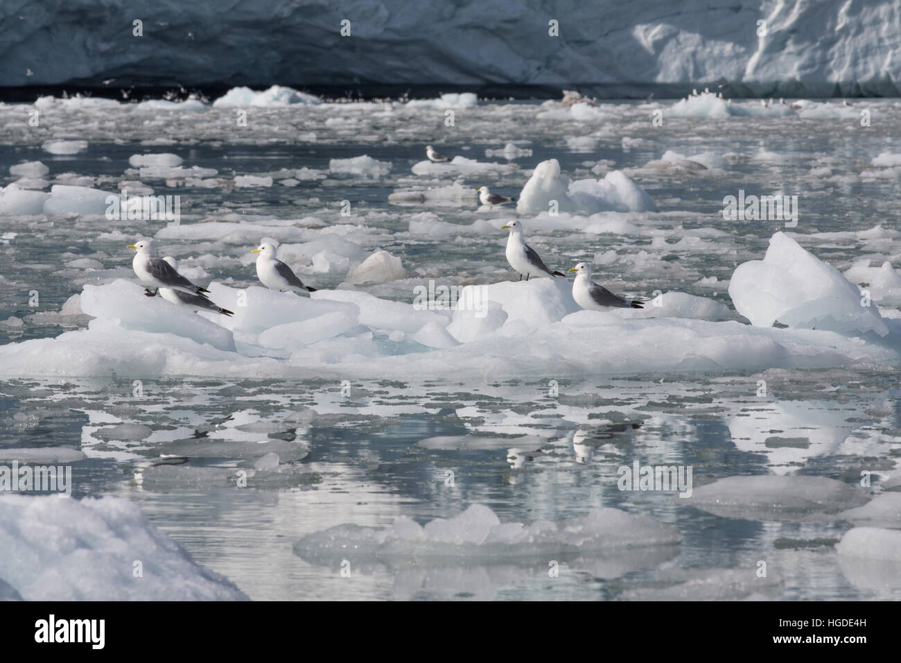 Artico, Kittiwake, rissa tridactyla, pack ghiaccio, Foto Stock