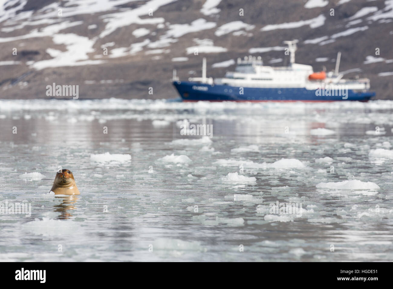 Guarnizione barbuto, pack ghiaccio, Spitsbergen, Svalbard, Foto Stock