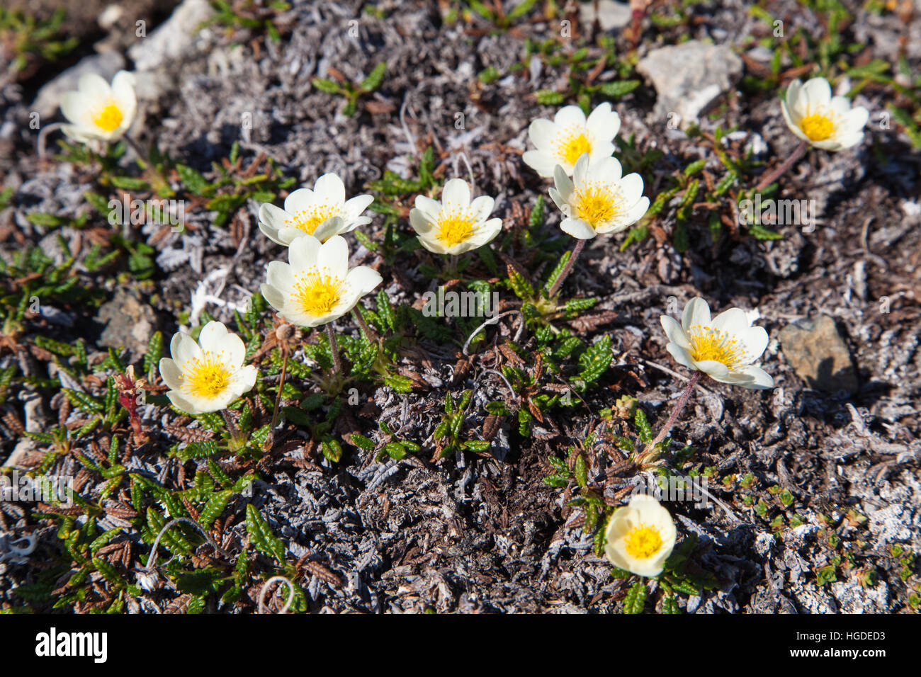 Spitsbergen, mountain avens, Dryas octopetala, Foto Stock
