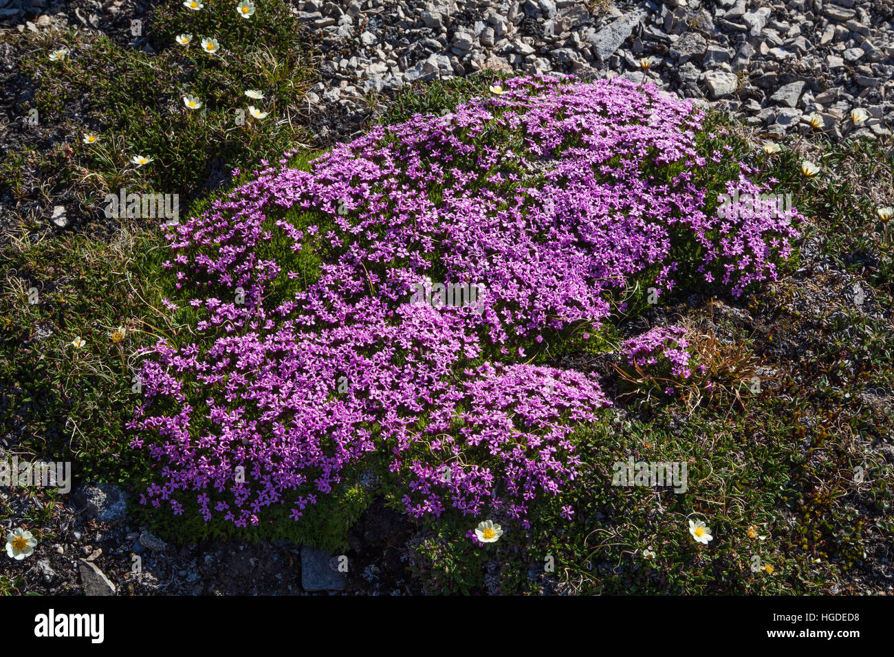 Spitsbergen, moss campion, Silene acaulis, Foto Stock
