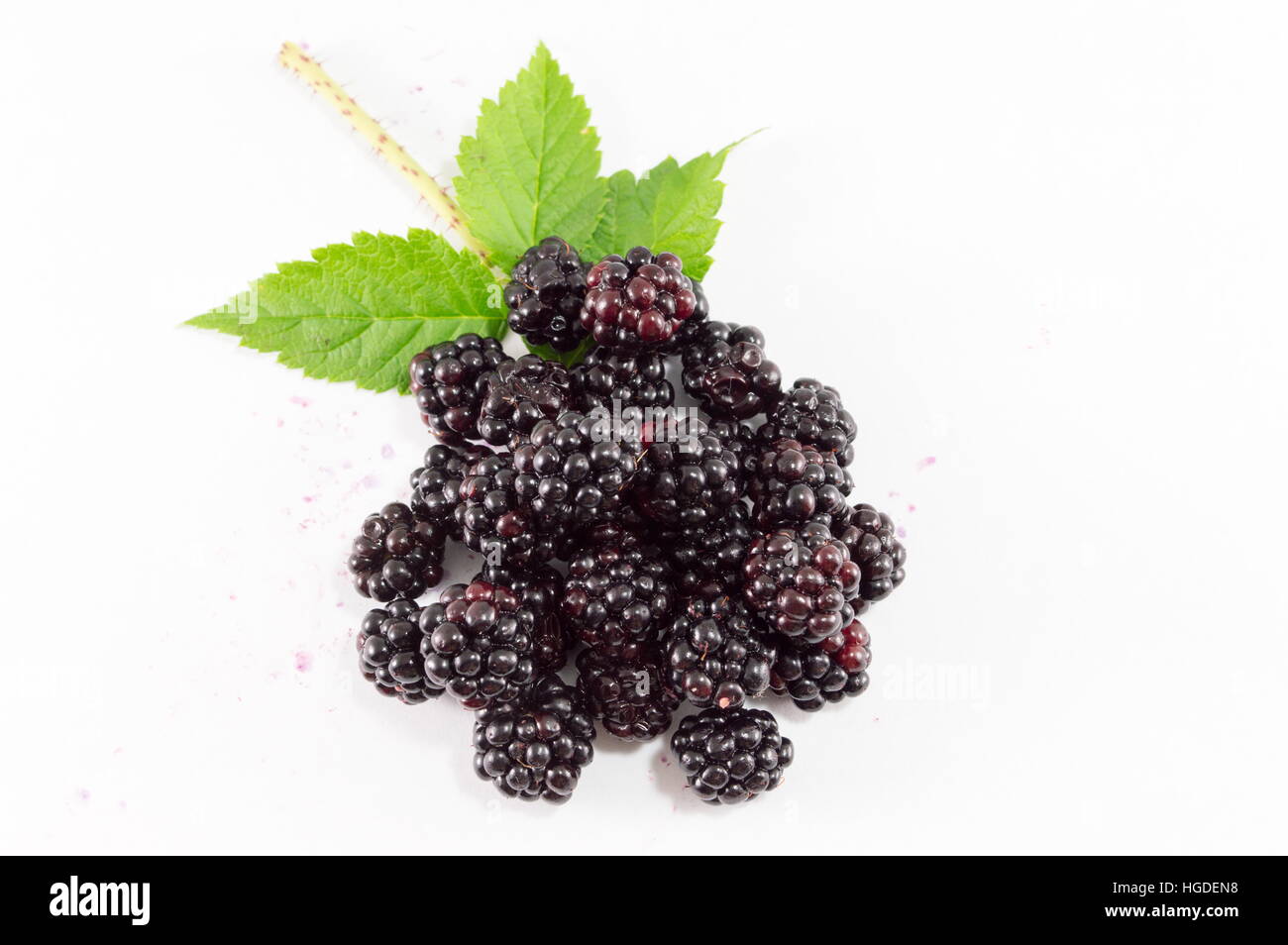 More e foglie verdi su una superficie bianca Foto Stock