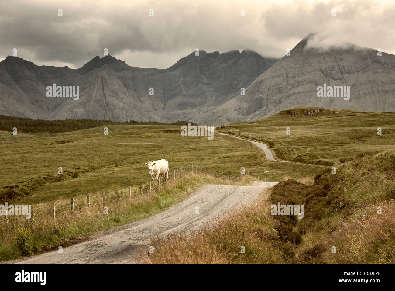 La Scozia, Ebridi arcipelago, isola di Skye, mucca lungo la strada Foto Stock